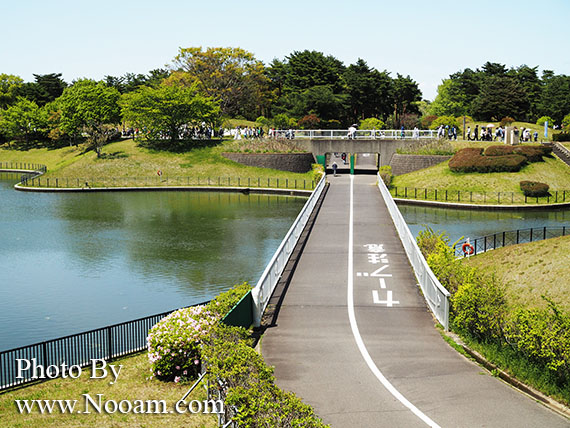 พาเที่ยว hitachi seaside park ชมทุ่งดอกเนโมฟีเลีย พร้อมวิธีการเดินทางแบบง่ายๆ ที่อิบารากิ ญี่ปุ่น