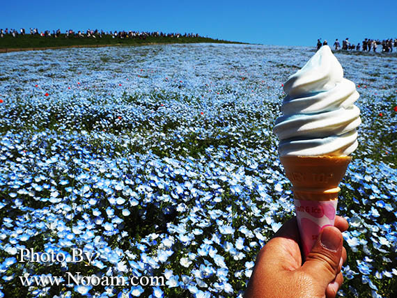 พาเที่ยว hitachi seaside park ชมทุ่งดอกเนโมฟีเลีย พร้อมวิธีการเดินทางแบบง่ายๆ ที่อิบารากิ ญี่ปุ่น