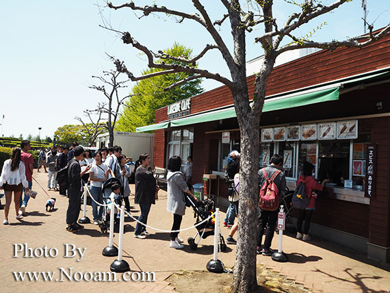 พาเที่ยว hitachi seaside park ชมทุ่งดอกเนโมฟีเลีย พร้อมวิธีการเดินทางแบบง่ายๆ ที่อิบารากิ ญี่ปุ่น