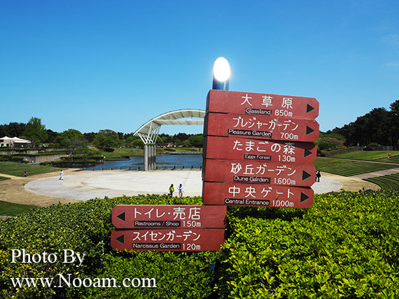 พาเที่ยว hitachi seaside park ชมทุ่งดอกเนโมฟีเลีย พร้อมวิธีการเดินทางแบบง่ายๆ ที่อิบารากิ ญี่ปุ่น