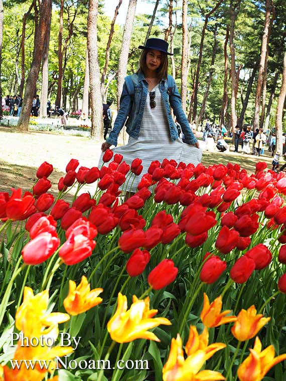 พาเที่ยว hitachi seaside park ชมทุ่งดอกเนโมฟีเลีย พร้อมวิธีการเดินทางแบบง่ายๆ ที่อิบารากิ ญี่ปุ่น