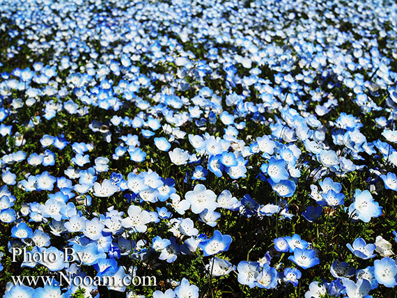 พาเที่ยว hitachi seaside park ชมทุ่งดอกเนโมฟีเลีย พร้อมวิธีการเดินทางแบบง่ายๆ ที่อิบารากิ ญี่ปุ่น