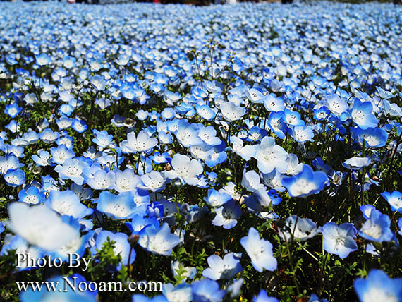 พาเที่ยว hitachi seaside park ชมทุ่งดอกเนโมฟีเลีย พร้อมวิธีการเดินทางแบบง่ายๆ ที่อิบารากิ ญี่ปุ่น