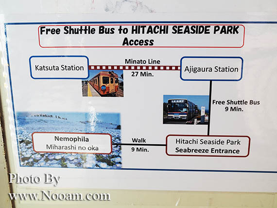 พาเที่ยว hitachi seaside park ชมทุ่งดอกเนโมฟีเลีย พร้อมวิธีการเดินทางแบบง่ายๆ ที่อิบารากิ ญี่ปุ่น