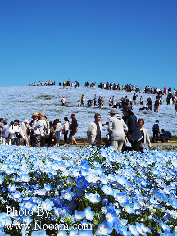 พาเที่ยว hitachi seaside park ชมทุ่งดอกเนโมฟีเลีย พร้อมวิธีการเดินทางแบบง่ายๆ ที่อิบารากิ ญี่ปุ่น