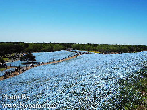 พาเที่ยว hitachi seaside park ชมทุ่งดอกเนโมฟีเลีย พร้อมวิธีการเดินทางแบบง่ายๆ ที่อิบารากิ ญี่ปุ่น