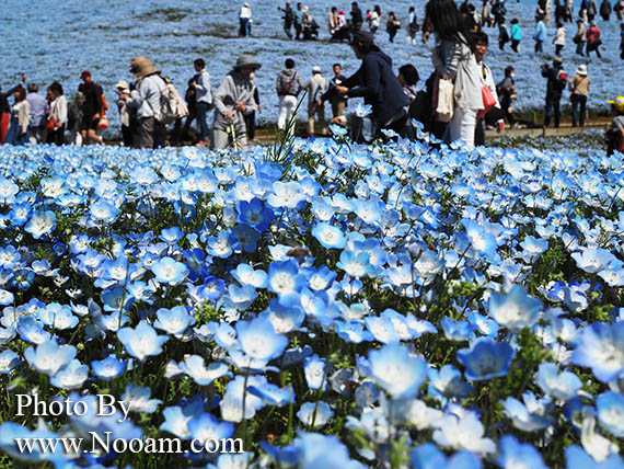 พาเที่ยว hitachi seaside park ชมทุ่งดอกเนโมฟีเลีย พร้อมวิธีการเดินทางแบบง่ายๆ ที่อิบารากิ ญี่ปุ่น