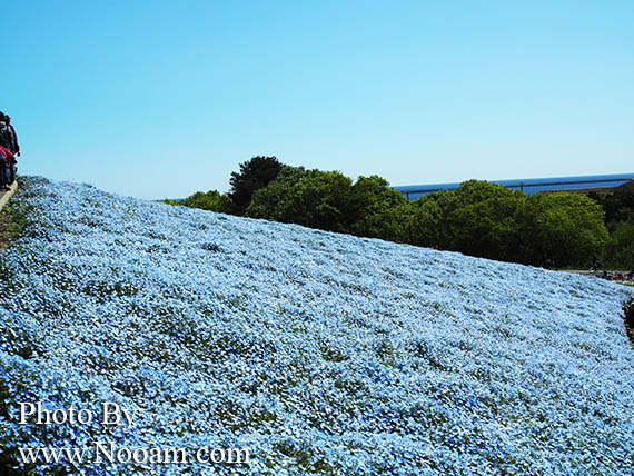 พาเที่ยว hitachi seaside park ชมทุ่งดอกเนโมฟีเลีย พร้อมวิธีการเดินทางแบบง่ายๆ ที่อิบารากิ ญี่ปุ่น