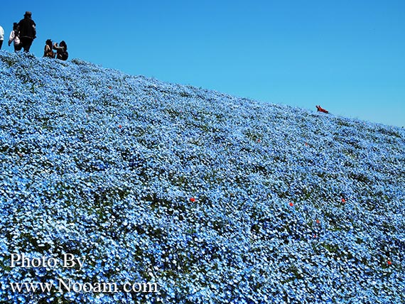 พาเที่ยว hitachi seaside park ชมทุ่งดอกเนโมฟีเลีย พร้อมวิธีการเดินทางแบบง่ายๆ ที่อิบารากิ ญี่ปุ่น