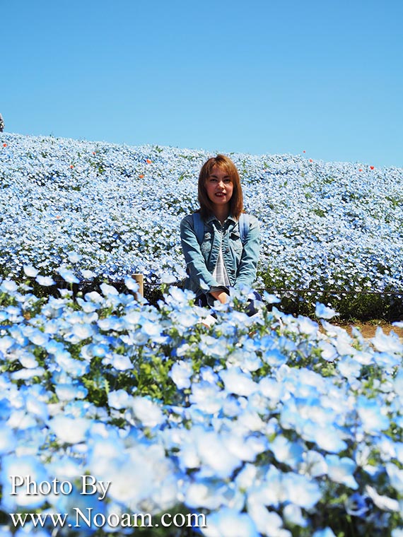 พาเที่ยว hitachi seaside park ชมทุ่งดอกเนโมฟีเลีย พร้อมวิธีการเดินทางแบบง่ายๆ ที่อิบารากิ ญี่ปุ่น