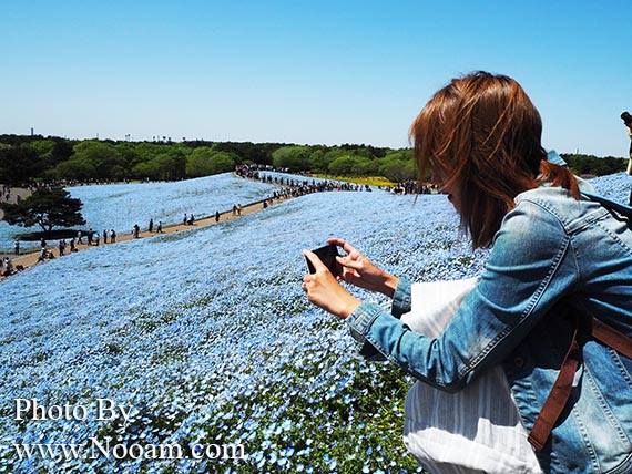 พาเที่ยว hitachi seaside park ชมทุ่งดอกเนโมฟีเลีย พร้อมวิธีการเดินทางแบบง่ายๆ ที่อิบารากิ ญี่ปุ่น