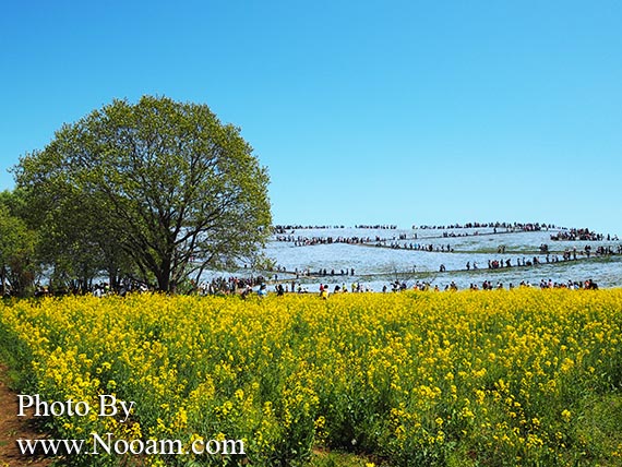 พาเที่ยว hitachi seaside park ชมทุ่งดอกเนโมฟีเลีย พร้อมวิธีการเดินทางแบบง่ายๆ ที่อิบารากิ ญี่ปุ่น