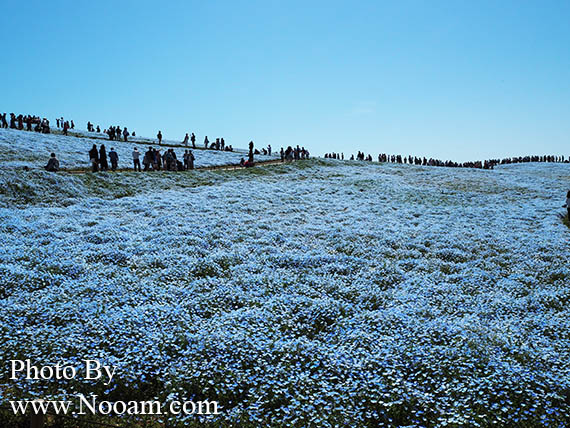 พาเที่ยว hitachi seaside park ชมทุ่งดอกเนโมฟีเลีย พร้อมวิธีการเดินทางแบบง่ายๆ ที่อิบารากิ ญี่ปุ่น