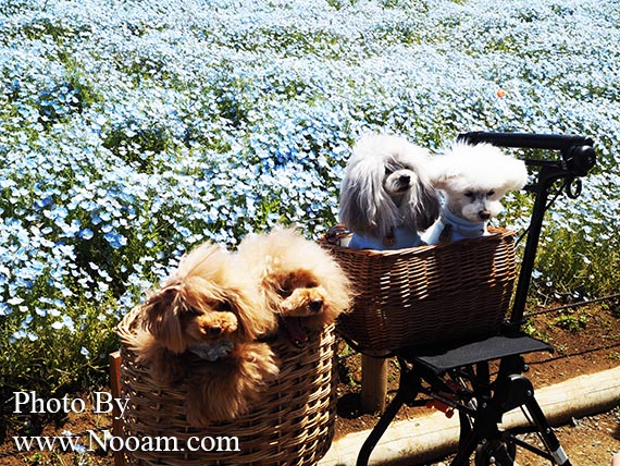 พาเที่ยว hitachi seaside park ชมทุ่งดอกเนโมฟีเลีย พร้อมวิธีการเดินทางแบบง่ายๆ ที่อิบารากิ ญี่ปุ่น