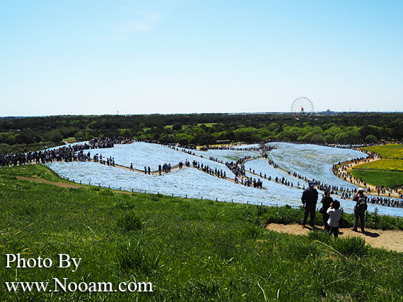 พาเที่ยว hitachi seaside park ชมทุ่งดอกเนโมฟีเลีย พร้อมวิธีการเดินทางแบบง่ายๆ ที่อิบารากิ ญี่ปุ่น