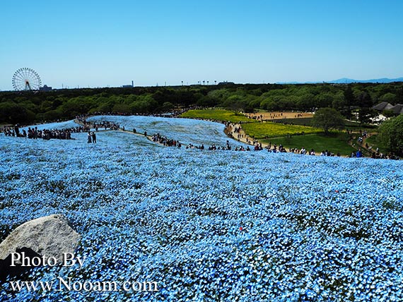พาเที่ยว hitachi seaside park ชมทุ่งดอกเนโมฟีเลีย พร้อมวิธีการเดินทางแบบง่ายๆ ที่อิบารากิ ญี่ปุ่น
