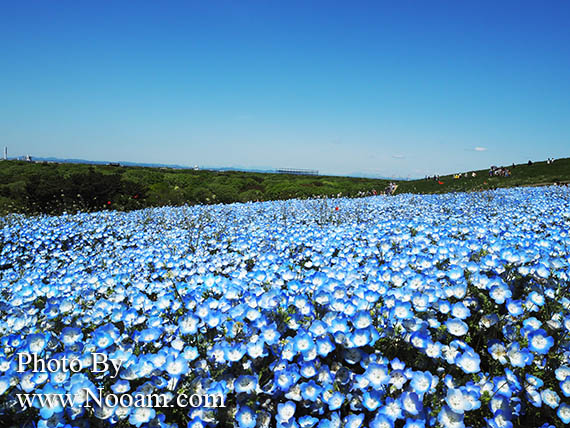 พาเที่ยว hitachi seaside park ชมทุ่งดอกเนโมฟีเลีย พร้อมวิธีการเดินทางแบบง่ายๆ ที่อิบารากิ ญี่ปุ่น