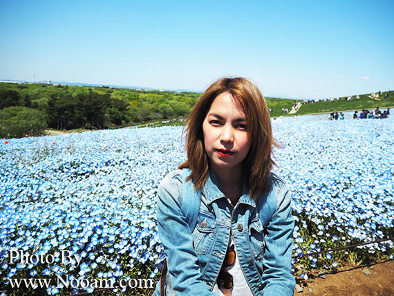 พาเที่ยว hitachi seaside park ชมทุ่งดอกเนโมฟีเลีย พร้อมวิธีการเดินทางแบบง่ายๆ ที่อิบารากิ ญี่ปุ่น