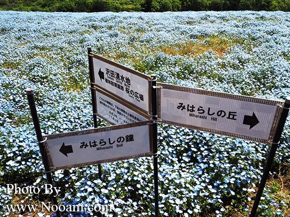 พาเที่ยว hitachi seaside park ชมทุ่งดอกเนโมฟีเลีย พร้อมวิธีการเดินทางแบบง่ายๆ ที่อิบารากิ ญี่ปุ่น