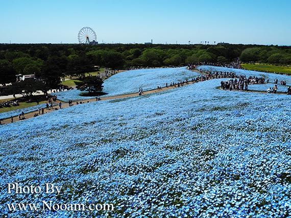 พาเที่ยว hitachi seaside park ชมทุ่งดอกเนโมฟีเลีย พร้อมวิธีการเดินทางแบบง่ายๆ ที่อิบารากิ ญี่ปุ่น