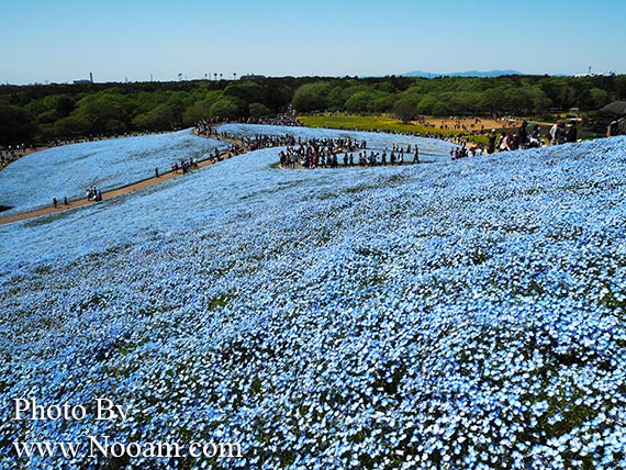 พาเที่ยว hitachi seaside park ชมทุ่งดอกเนโมฟีเลีย พร้อมวิธีการเดินทางแบบง่ายๆ ที่อิบารากิ ญี่ปุ่น