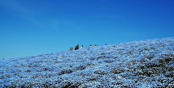 พาชมดอกนีโมฟีล่า ที่ Hitachi Seaside Park จ.อิบารากิ