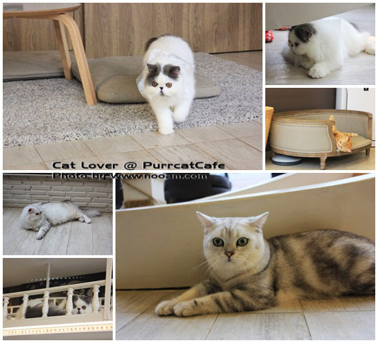 Purr Cat Cafe Club คาเฟ่สำหรับคนรักแมว เค้กอร่อย รับอาบน้ำแมวด้วย ตั้งอยู่ในซอยสุขุมวิท53 เจ้าของคือ คุณเพชร