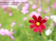 พาเที่ยว จิมทอมสัน ฟาร์ม 2557 (Jim Thompson Farm) สวนดอกไม้สวยๆ ปักธงชัย นครราชสีมา 