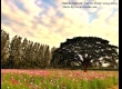 ดอกคอสมอส พาเที่ยว จิมทอมสัน ฟาร์ม 2557 (Jim Thompson Farm) สวนดอกไม้สวยๆ ปักธงชัย นครราชสีมา 