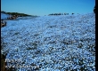 พาชมดอกนีโมฟีล่า ที่ Hitachi Seaside Park จ.อิบารากิ 