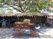Swiss Sheep Farm ฟาร์มแกะ หัวหิน ชะอำ
