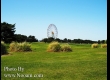 พาชมดอกนีโมฟีล่า ที่ Hitachi Seaside Park จ.อิบารากิ 