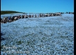 พาชมดอกนีโมฟีล่า ที่ Hitachi Seaside Park จ.อิบารากิ 