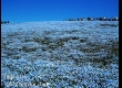 พาชมดอกนีโมฟีล่า ที่ Hitachi Seaside Park จ.อิบารากิ 