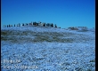 พาชมดอกนีโมฟีล่า ที่ Hitachi Seaside Park จ.อิบารากิ 
