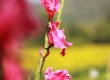 พาเที่ยว จิมทอมสัน ฟาร์ม 2557 (Jim Thompson Farm) สวนดอกไม้สวยๆ ปักธงชัย นครราชสีมา 