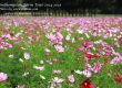 พาเที่ยว จิมทอมสัน ฟาร์ม 2557 (Jim Thompson Farm) สวนดอกไม้สวยๆ ปักธงชัย นครราชสีมา 