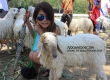 Swiss Sheep Farm ฟาร์มแกะ หัวหิน ชะอำ