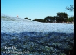 พาชมดอกนีโมฟีล่า ที่ Hitachi Seaside Park จ.อิบารากิ 