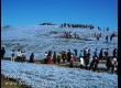 พาชมดอกนีโมฟีล่า ที่ Hitachi Seaside Park จ.อิบารากิ 