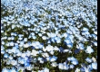 พาชมดอกนีโมฟีล่า ที่ Hitachi Seaside Park จ.อิบารากิ 