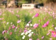 ดอกคอสมอส พาเที่ยว จิมทอมสัน ฟาร์ม 2557 (Jim Thompson Farm) สวนดอกไม้สวยๆ ปักธงชัย นครราชสีมา 