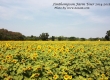 พาเที่ยว จิมทอมสัน ฟาร์ม 2557 (Jim Thompson Farm) สวนดอกไม้สวยๆ ปักธงชัย นครราชสีมา 