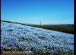 พาชมดอกนีโมฟีล่า ที่ Hitachi Seaside Park จ.อิบารากิ 