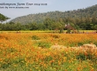 พาเที่ยว จิมทอมสัน ฟาร์ม 2557 (Jim Thompson Farm) สวนดอกไม้สวยๆ ปักธงชัย นครราชสีมา 