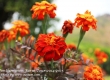 พาเที่ยว จิมทอมสัน ฟาร์ม 2557 (Jim Thompson Farm) สวนดอกไม้สวยๆ ปักธงชัย นครราชสีมา 