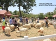 Swiss Sheep Farm ฟาร์มแกะ หัวหิน ชะอำ