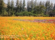 พาเที่ยว จิมทอมสัน ฟาร์ม 2557 (Jim Thompson Farm) สวนดอกไม้สวยๆ ปักธงชัย นครราชสีมา 