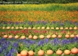 พาเที่ยว จิมทอมสัน ฟาร์ม 2557 (Jim Thompson Farm) สวนดอกไม้สวยๆ ปักธงชัย นครราชสีมา 