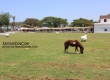 Swiss Sheep Farm ฟาร์มแกะ หัวหิน ชะอำ